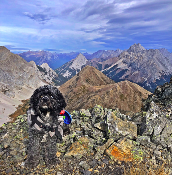 Spaniel on top of a mountain