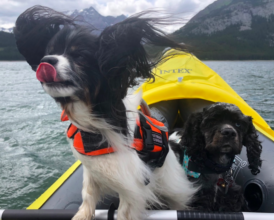 2 dogs on lake in a kayak