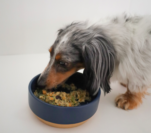 wiener dog eating fresh food