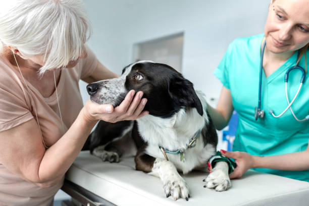vet and owner looking at a border collie
