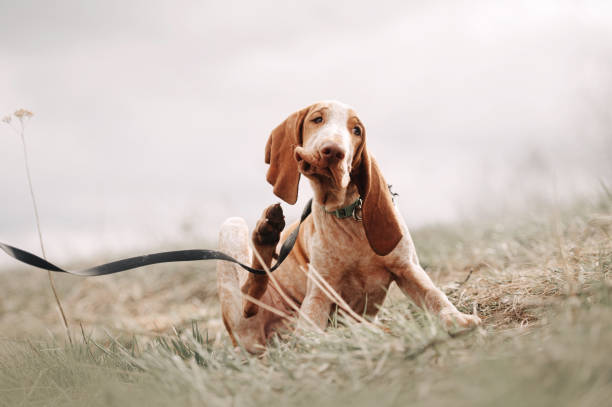 bracco italiano puppy scratching outdoors in spring