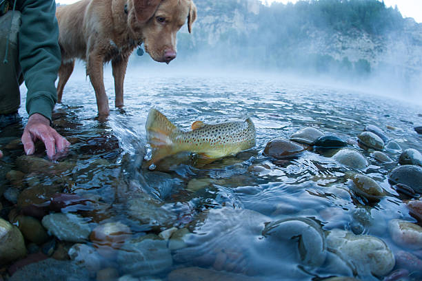 golden retriever looking at a trout in a stream