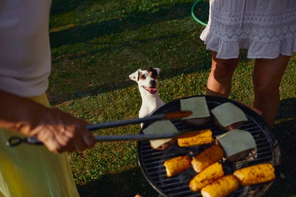 terrier looking at hamburgers on a grill