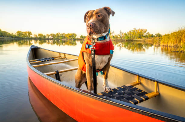 pitbull in a canoe with a life jacket on