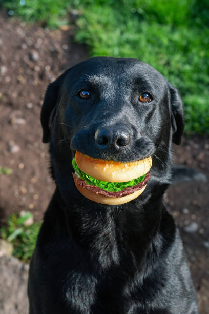 lab with a bbq burger in his mouth