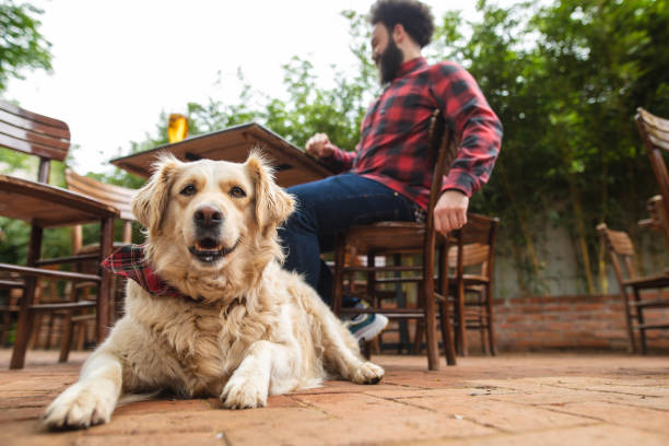 dog laying on a patio with his owner