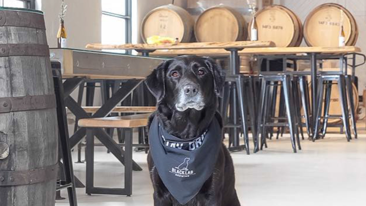 black lab brewing dog at the brewery