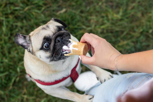 pug eating ice cream out of a cone