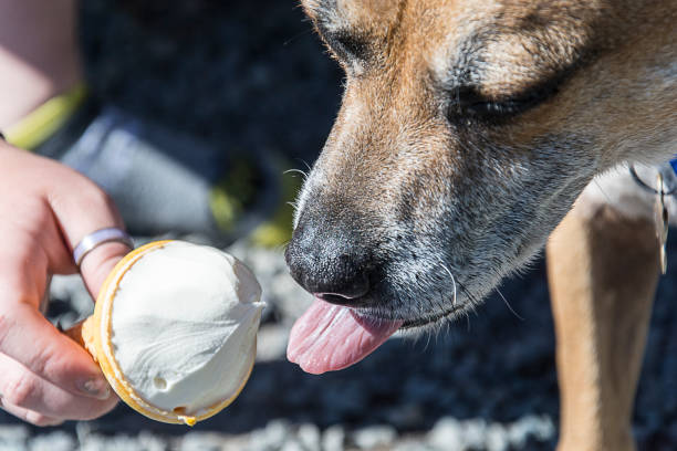 dog licking ice cream out of a cone