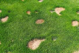 Green lawn with brown patches