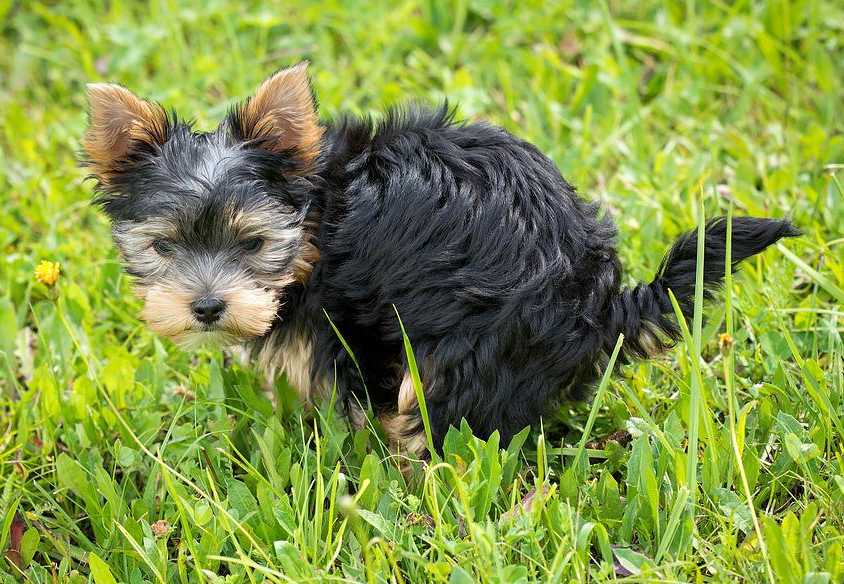 Small terrier peeing on a grassy lawn