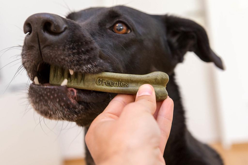 Black lab being served a Greenies treat