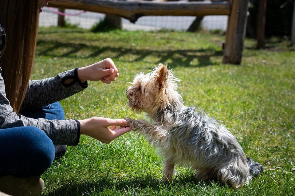 Small dog on grass accepting a treat from it's trainer. 
