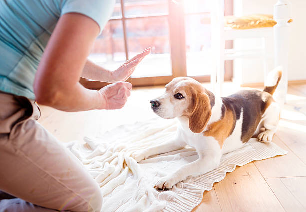 owner training beagle to lay down