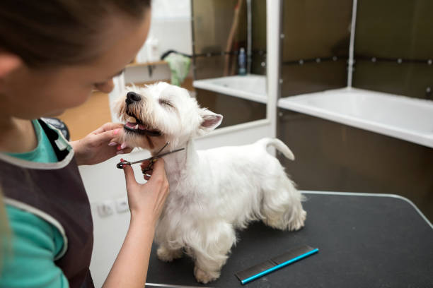 westie getting his hair cut
