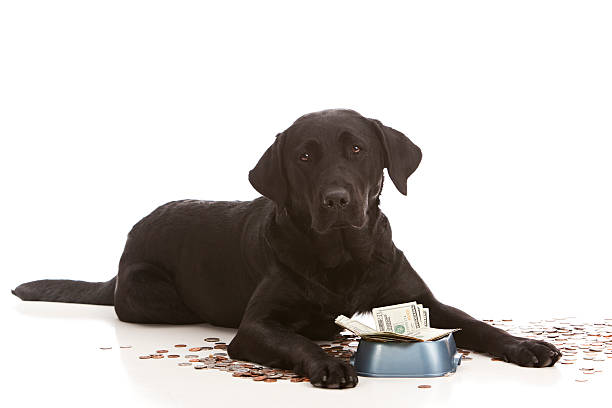 lab with food bowl full of money