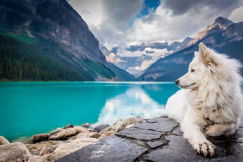White dog sitting on rocks next to lake Louise