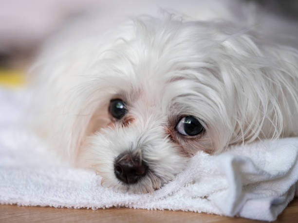Cute Maltese puppy dog close up head-shot of the eye detail with typical tear staining around the eye. Very shallow depth of field, focus on the eye in the foreground and the detail of the hair around the eye such a sthe tear stains that are common with this breed of dog. dog tear stain stock pictures, royalty-free photos & images