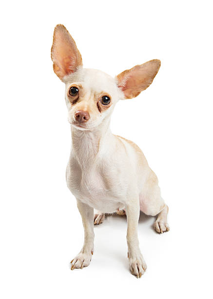 White Chihuahua Dog With Tear Stains White color Chihuahua dog with red tear stains under eyes sitting down and looking forward. dog tear stain stock pictures, royalty-free photos & images