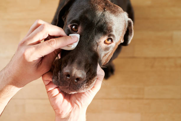 man's hand cleaning his dog's eyes man's hand cleaning his dog's eyes wiping face dog stock pictures, royalty-free photos & images