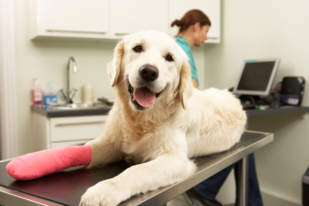 What to Do if Your Pet has a Broken Bone - Urgent Pet Care
