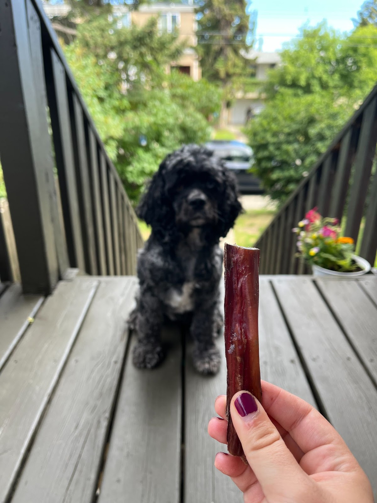 Cocker spaniel looking at a bully stick