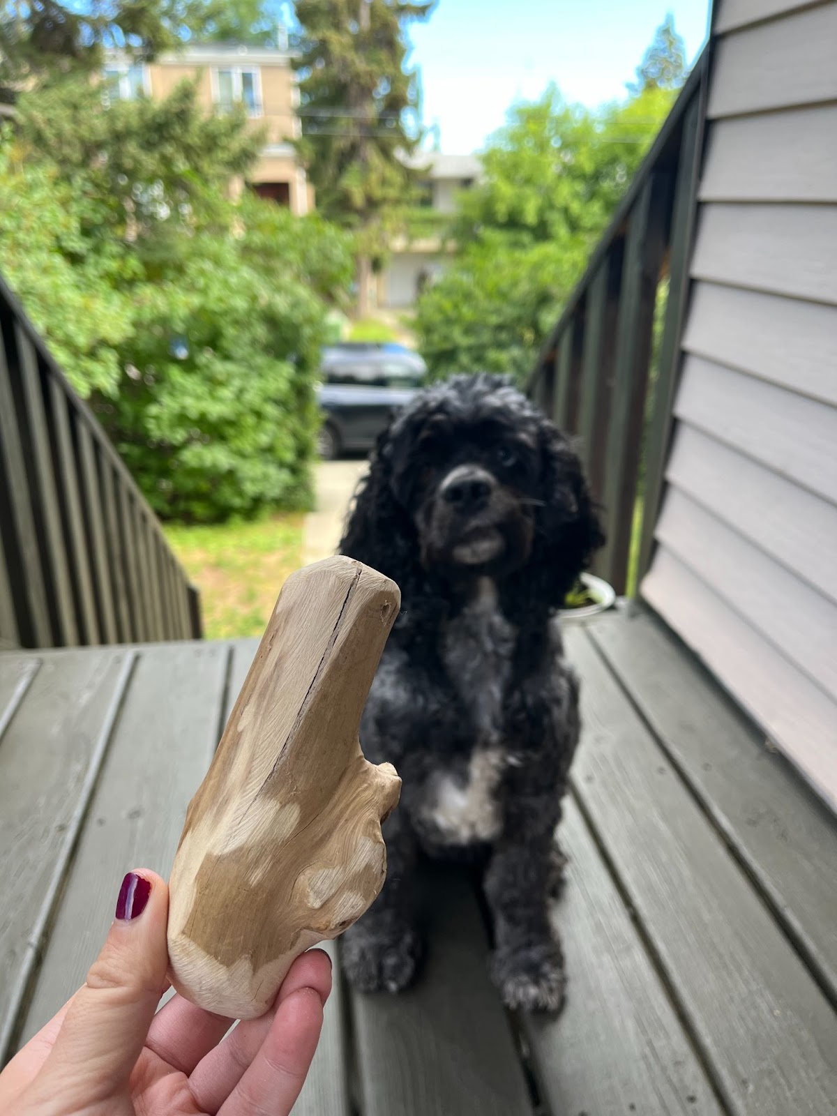 Cocker spaniel looking at a gorilla chew