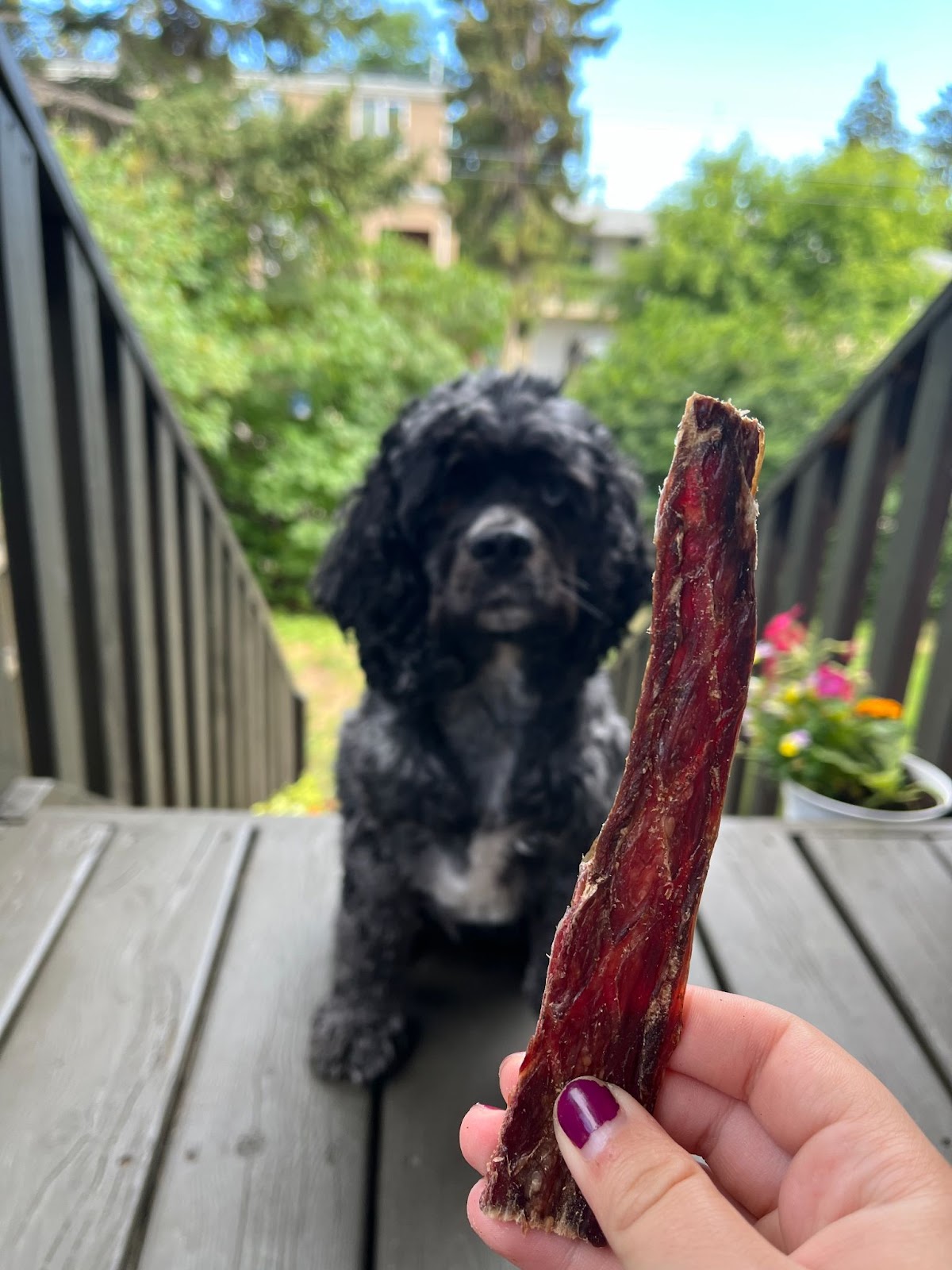 Cocker spaniel looking at beef jerky