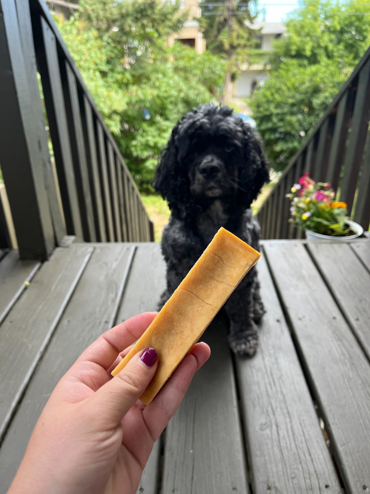 Cocker spaniel looking at a yak chew