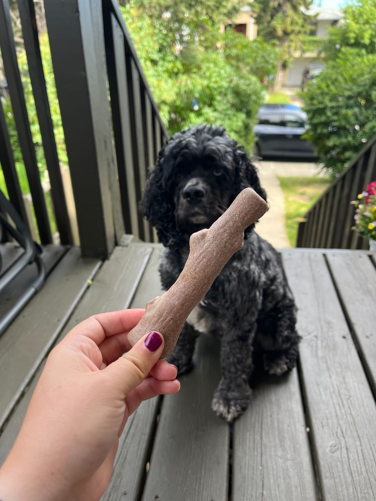 Cocker spaniel looking at a dogwood chew
