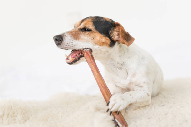 Jack Russell Terrier 10 years old - Cute little dog eats and chews with enjoyment. Doggie isolated against white background Jack Russell Terrier 10 years old - Funny little dog eats and chews with enjoyment. Doggie isolated against white background dog bully stick stock pictures, royalty-free photos & images