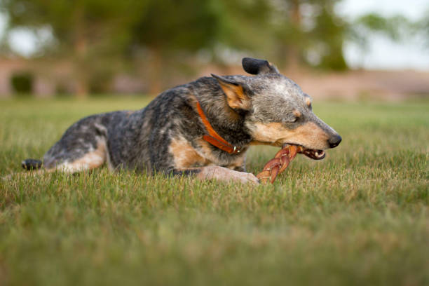 Blue Heeler Mix Chewing Bully Stick on Grass Blue Heeler (Australian Cattle Dog) Mixed Breed Chewing Bully Stick outside Grass with natural lighting dog bully stick stock pictures, royalty-free photos & images