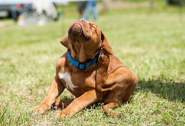 Dogue de Bordeaux puppy, fleas attack Dogue de Bordeaux (French Mastiff) puppy trying to get rid off fleas. dog itch stock pictures, royalty-free photos & images