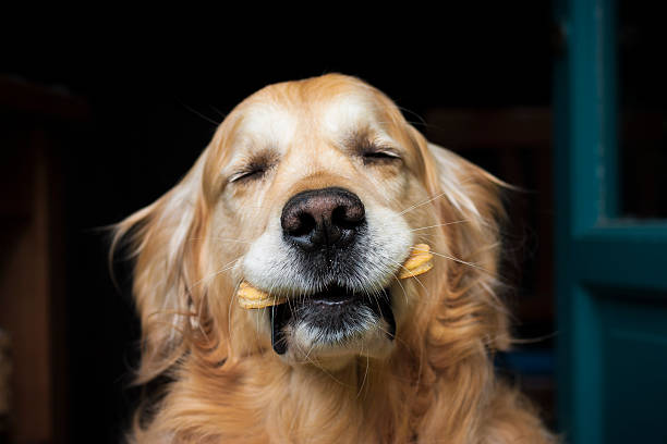 Holding the biscuit A Golden Retriever dog holding her doggy biscuit in her mouth, on dark background. dog treat stock pictures, royalty-free photos & images