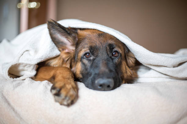 Cute German Shepherd in a blanket on bed. Lovely dog  in home. dog sad stock pictures, royalty-free photos & images