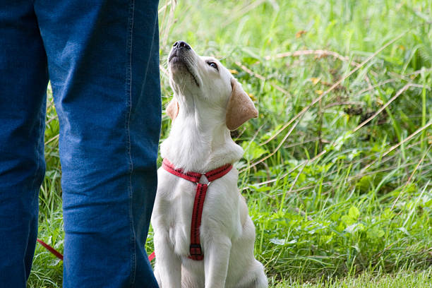 Adoring white Labrador puppy looking upon its owner Little labrador puppy pay attention to his owner at dogschool. dog train stock pictures, royalty-free photos & images