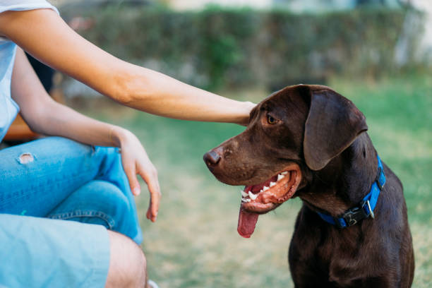 Dog Best Friend Dog Best Friend dog breath stock pictures, royalty-free photos & images