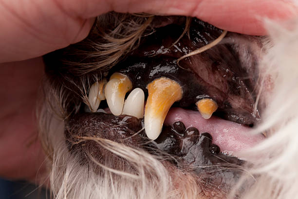 Canine Dental Series - Before Cleaning A thirteen year old dog with stage 3 periodontal disease. dog dental disease stock pictures, royalty-free photos & images