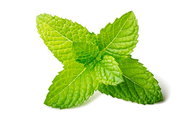 Fresh mint leaf isolated on white Macro photo of a fresh mint leaf, isolated on white (studio shot). mint stock pictures, royalty-free photos & images