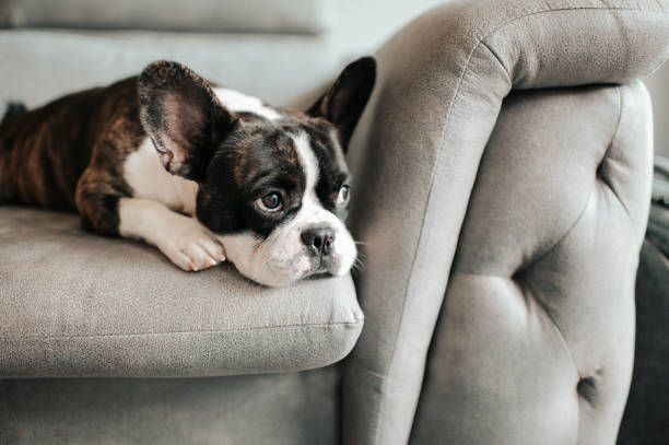 a bored french bulldog lying down and resting on sofa looking outside a bored french bulldog lying down and resting on sofa looking outside dog limp stock pictures, royalty-free photos & images