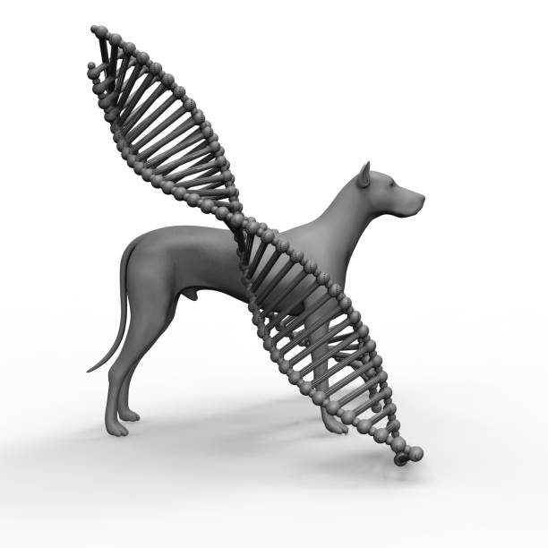 Genetic treatment in veterinary Dog having wings made up of DNA hellix dog dna stock pictures, royalty-free photos & images