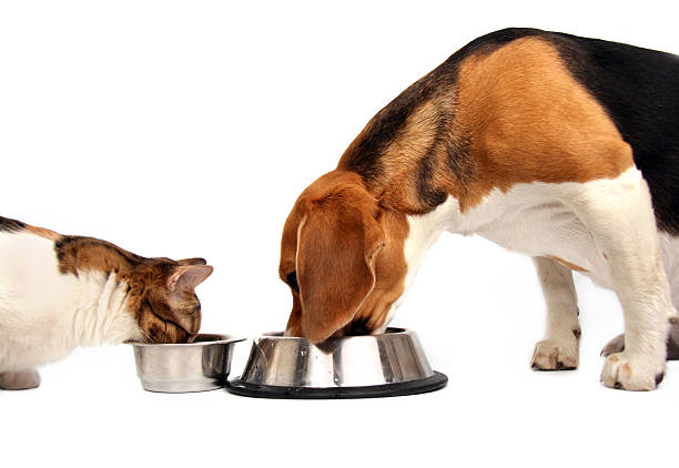 We have dinner together  dog cat eating stock pictures, royalty-free photos & images