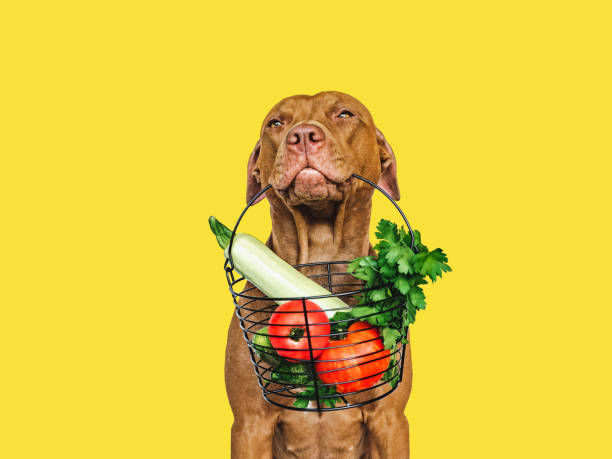 brown dog holding shopping basket full of vegetables