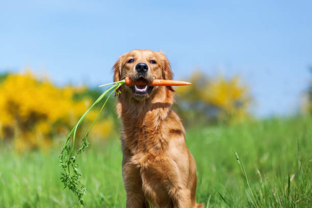 golden retriever holding a carrot in its mouth