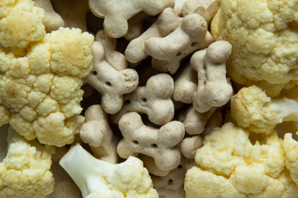 Close-up of Dog vegetarian dry crunchies in form of bone with cauliflower. Dog dry crunchies in form of bone with cauliflower. Crunchy vegetarian puppy treats and nutrition close-up cauliflower dog stock pictures, royalty-free photos & images