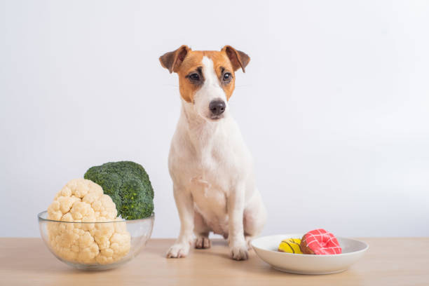 The dog chooses food. Jack russell terrier between plates of broccoli and cauliflower and donuts The dog chooses food. Jack russell terrier between plates of broccoli and cauliflower and donuts cauliflower dog stock pictures, royalty-free photos & images
