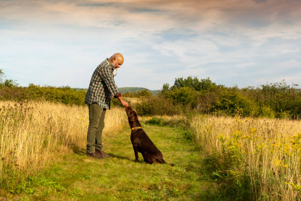 Puppy training A man training a energetic Labrador Retriever puppy.  Good behavior and correcting bad behaviour. dog whistle stock pictures, royalty-free photos & images