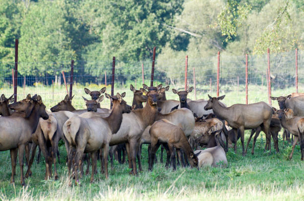 Elk , Red tailed deer or wapiti Elk farming provides a source of lean read meat and parts of the elk such as velvet from the horns are though by some cultures to have medicinal value. deer farm stock pictures, royalty-free photos & images
