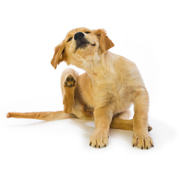 Golden Retriever Puppy Scratching fleas on white background 16 week old cute Golden Retriever puppy scratching fleas with hind leg in motion on a white background