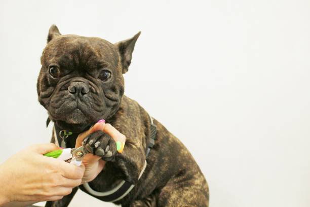 Woman hands of groomer clipped nails of funny french bulldog Woman hands of groomer clipped nails of funny french bulldog. Polish claws, trimming, cutting, manicure of pets concept. Animal hygiene care. Professional beauty procedure in grooming salon. Close-up dog nail clipping stock pictures, royalty-free photos & images